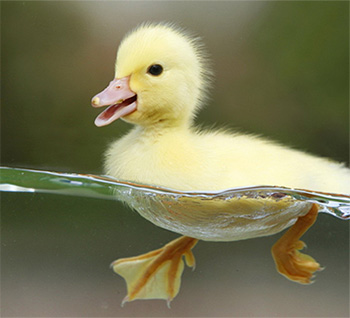 Swimming duckling