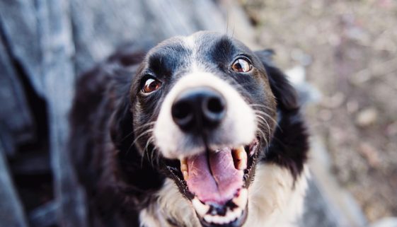 blu-happy-dog