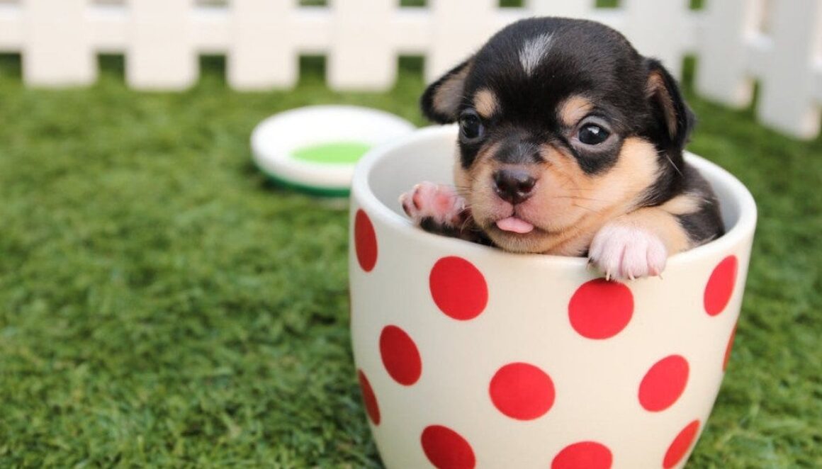 A adoborable black/carmel puppy, sitting in a poka-doted tea cup.